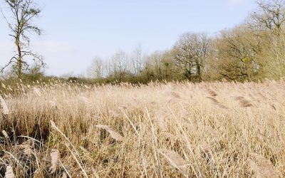 Homélie du dimanche 21 mars