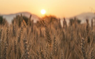 Homélie du dimanche 13 juin 2021