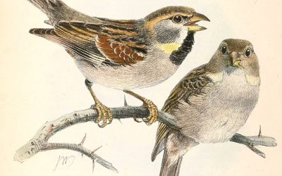 Homélie du dimanche 25 juin