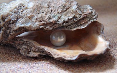 Homélie du dimanche 30 juillet