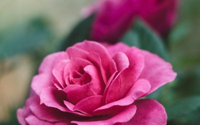 Homélie du dimanche 17 décembre