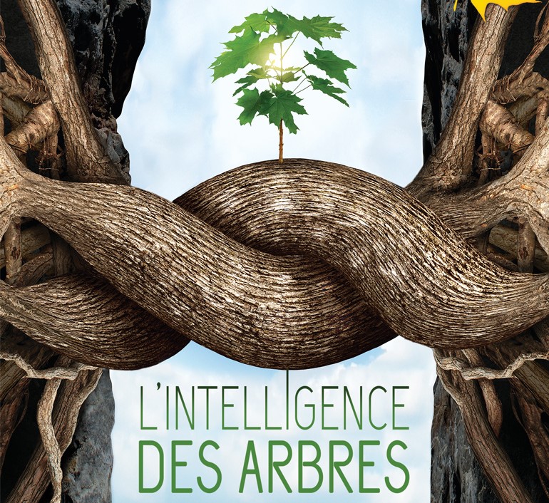 L&rsquo;intelligence des arbres. Un documentaire exceptionnel. Vendredi 4 octobre à 20h30 au 8 rue de la Durance.