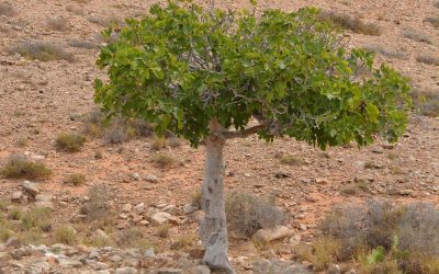 Homélie du dimanche 23 mars