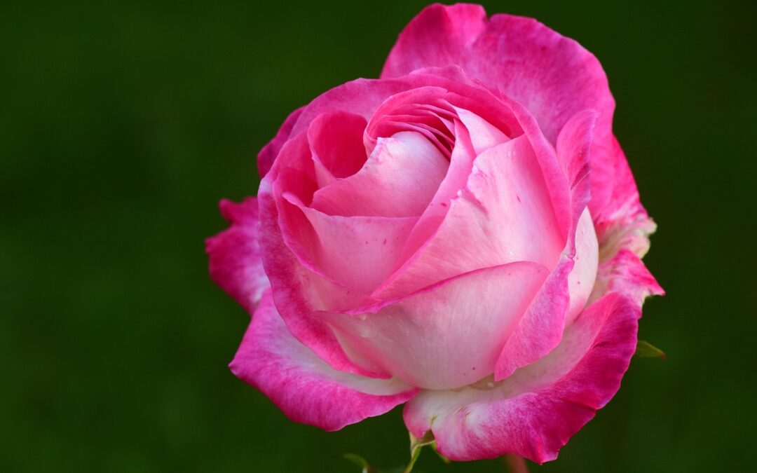 Homélie du dimanche 14 décembre