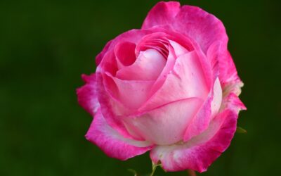 Homélie du dimanche 14 décembre